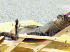 На Кубани столбики термометров подкрались к 30-градусной отметке