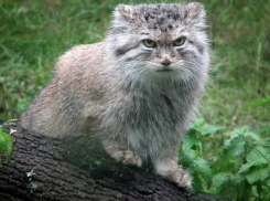 Рабочая неделя на Кубани начнется с дождей