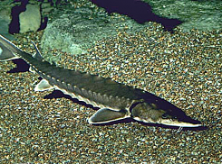 В Динском районе Кубани вырастили более 1000 тонн рыбы