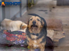 «Убийством ничего не решить, стройте приюты»: краснодарцы об усыплении бездомных собак 