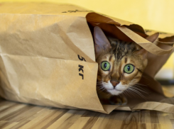 На Кубани могут пройти дожди с грозами 