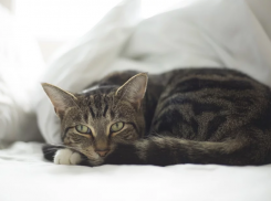  В последнюю субботу года на Кубани пройдут дожди 