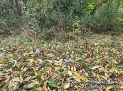 Поляны редкой пряности нашли на горе у Краснодара