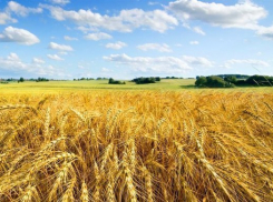  Кубань стала второй в рейтинге региональных экономик 