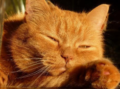 По-летнему тепло будет в понедельник на Кубани