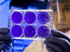 В Краснодарском крае за сутки выявили 184 случая новых заболевших COVID-19