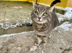 До -6 градусов опустится температура воздуха и выпадет снег в Краснодарском крае