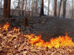 Экс-начальник минприроды Кубани пойдет под суд из-за пожара