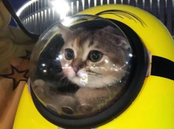 В парке Галицкого запустили «котодрон» в небо Краснодара