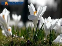 Первая рабочая неделя весны начнется с теплой и солнечной погоды 