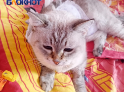 В Краснодаре пенсионерка развела более 30 кошек в однокомнатной квартире