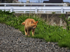 До +18 и небольшие дожди ожидаются на Кубани 