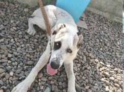 Пьяная компания в Краснодаре зарезала собаку прохожего во время нападения