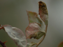 «Отрицательные аномалии», - в Гидрометцентре предупредили о небывалых холодах на Кубани