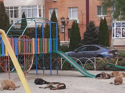 В Краснодаре бездомные собаки захватили детскую площадку