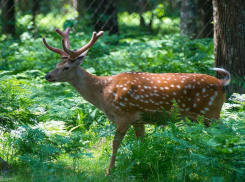 Зверье мое: жизнь пятнистого оленя в Краснодарском крае