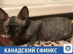 В Краснодаре продается необычный кот