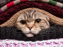 Резкие заморозки надвигаются на Кубань 