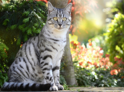 В Краснодаре синоптики на 1 сентября прогнозируют дождь