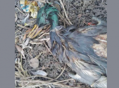 В Краснодаре умирают утки в реке Кубань