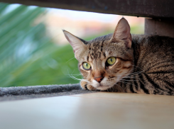  Небольшие дожди придут на Кубань 