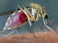 В Сочи оценили риски распространения лихорадки Зика  