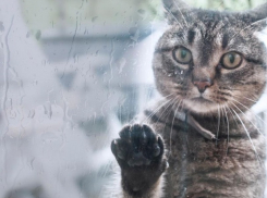 Кубанцев накроет легким дождем