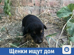  Помогите щенкам найти дом на Кубани 