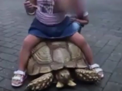 В Сочи пляжные фотографы заменили крашеных собак черепахами