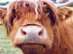 На Кубани мужчина украл у знакомой быка и сбежал в Ростов