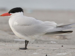 Зверье мое: где на Кубани обитает птица с необычным названием