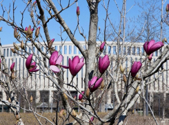 В парке Галицкого зацвели магнолии: фоторепортаж