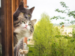 В ожидании ясной погоды: дожди на Кубани скоро закончатся