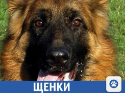 Щенков элитных пород собак можно найти в Краснодаре