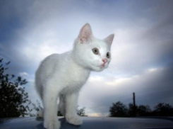 Кратковременные дожди и грозы прогнозируют на Кубани вместе с потеплением