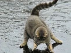 На Кубани по ночам гололед, но днем ожидается плюсовая температура