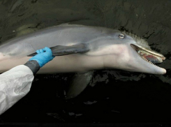 Экологическая катастрофа или естественный отбор? -  эксперты раскрыли причину массовой гибели дельфинов на Кубани