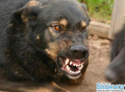 В Новороссийске пес загрыз девушку насмерть