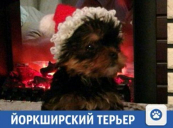 В Краснодаре продают надежных и милых друзей