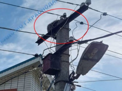 Енот забрался на столб уличного освещения в Краснодаре