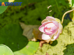 Долина лотосов Краснодарского края поразила туристов красотой 