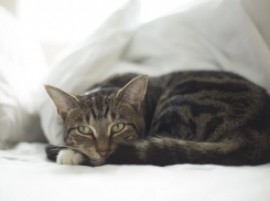  Снег все еще возможен на Кубани 