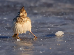  Мэр Краснодара приказал бороться с гололедом и травматизмом 