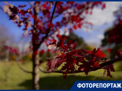 Фоторепортаж из Краснодара: поцелуй осени в Ботаническом саду