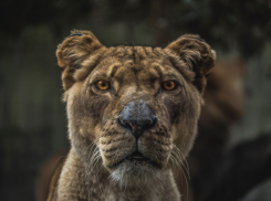 Хозяин турбазы с львицей-людоедом под Армавиром понесет уголовную ответственность