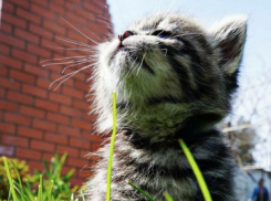 Термометры покажут +16 градусов в Краснодарском крае