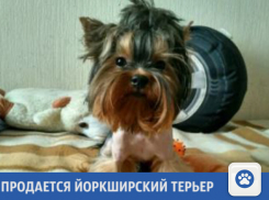 Милый Йоркширский терьер ищет новых хозяев в Краснодаре