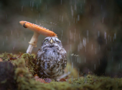 На Кубани продолжают обильно выпадать осадки: ожидаются дожди с грозой