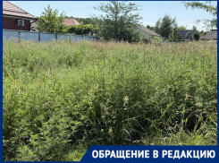«Вымахала с человеческий рост»: амброзия захватила участки в посёлке Краснодара