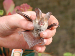 Стаю летучих мышей выпустят на волю в Краснодаре